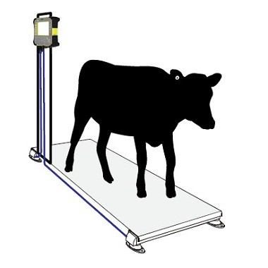 Hệ thống cân (Cân động vật) và giám sát đàn gia súc